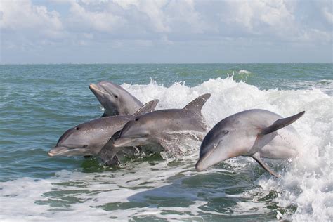 Pod Of Bottlenose Dolphins