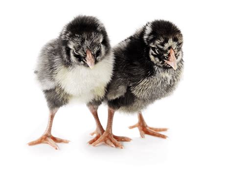 Silver Laced Wyandotte Egg Production Temperament And More