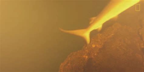 Scientists Find Sharks Living Inside Underwater Volcano
