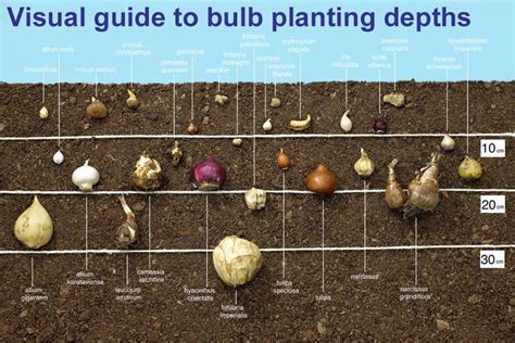 How To Grow Bulbs