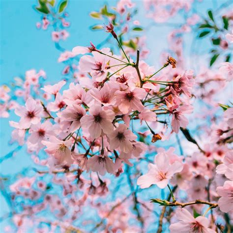 99 Background Bunga Sakura Jepang Picture Myweb
