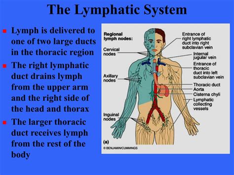 Ppt The Lymphatic System Powerpoint Presentation Free Download Id