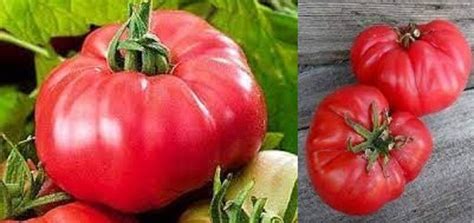 Tomato Vr Moscow 100 Mg Seeds For Planting Tomato Etsy
