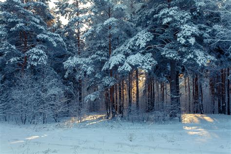 Fondo De Pantalla Invierno Nieve árboles Paisaje De Invierno Hd