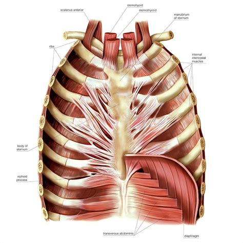 Muscles Of Anterior Thoracic Wall Photograph By Asklepios Medical Atlas