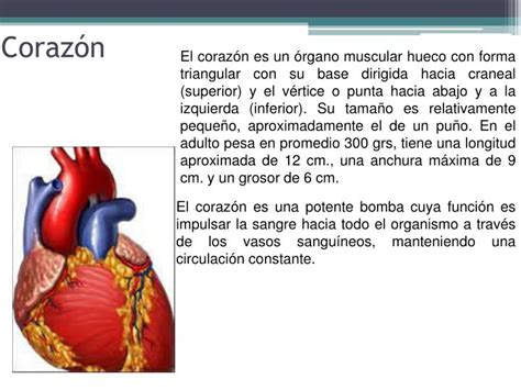 Ppt “el Corazón” Powerpoint Presentation Id6127634