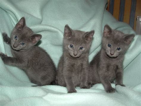Russian Blue Kittens For Sale Adoption In Philippines