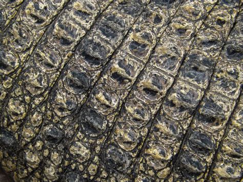 Alligator Skin Texture High Quality Animal Stock Photos ~ Creative Market