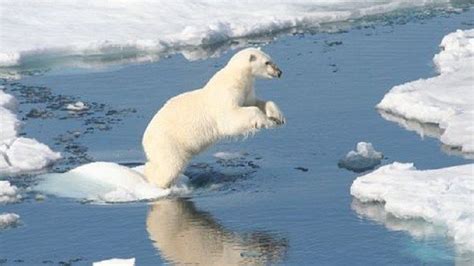 Polar Bears Threatened With Extinction Elevated Temperature Destroys