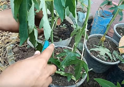 We did not find results for: Cara Tanam Pokok Betik Super Kerdil Supaya Berbuah Diatas ...