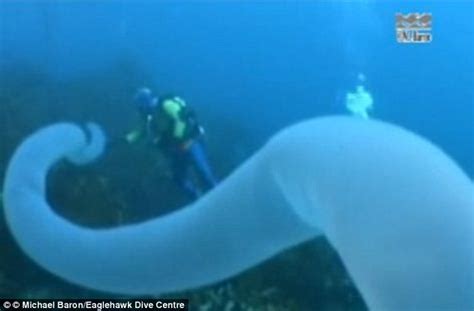 The Deep Sea Creature That Glows Grows Up To 30 Metres Long And Is So