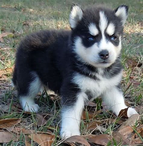 Miniature Siberian Husky Puppies For Sale Cute Puppies