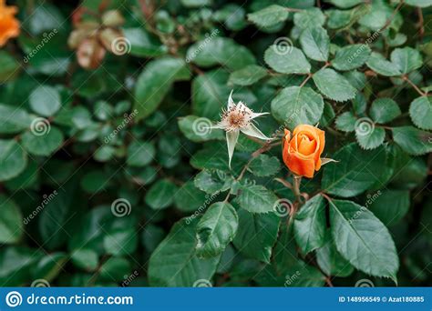 Red Delicate Rose Closeup Selective Focus With Shallow Depth Of Field