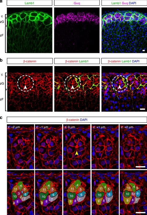 Adult Adrenal Glomeruli Consist Of Multicellular Rosettes A Laminin β1