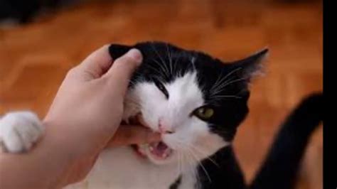 Cat Love Bites What Do They Mean Youtube