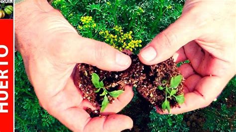 C Mo Plantar Ruda De Gajo Paso A Paso Para Una Siembra Exitosa