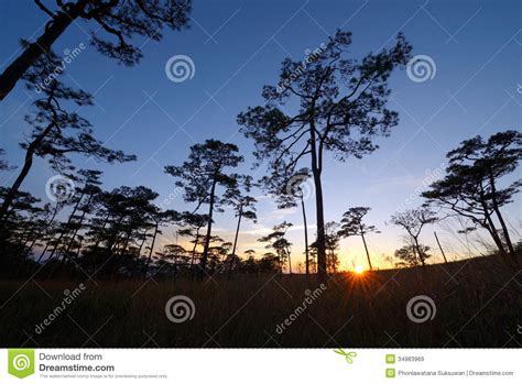 Sunset Over Pine Forest Stock Image Image Of Pine Sunset 34983969