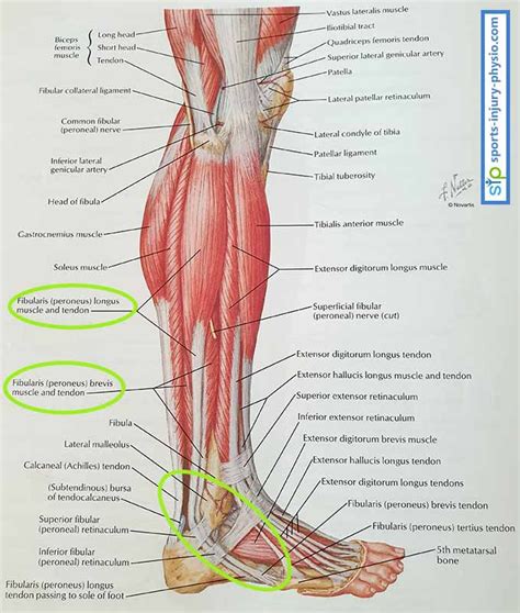 My Top 5 Tips For Treating Peroneal Tendinopathy Tendonitis Sports