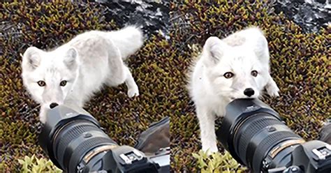 This Photographer Had A Magical Encounter With A Wild Arctic Fox And