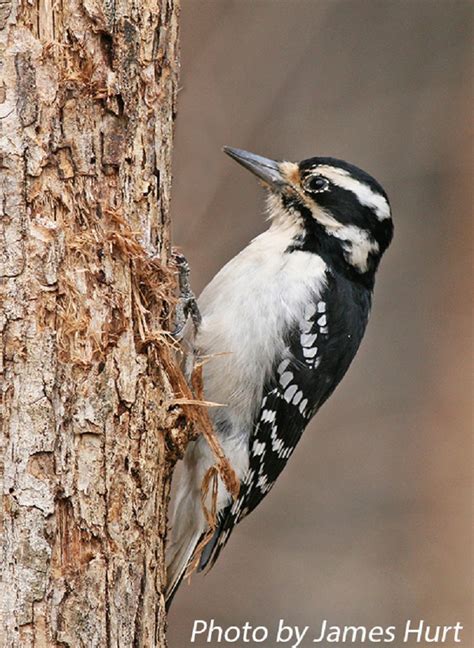 Hairy Woodpecker State Of Tennessee Wildlife Resources Agency