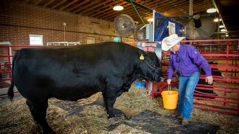 See The Iowa State Fairs Biggest Animals Of 2021