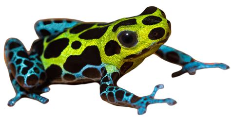 Poison Dart Grenouille Pic Png Png Mart