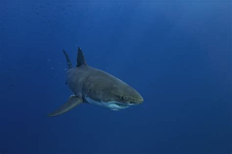 Monster Of The Deep 1 400 Pound Great White Shark Breton Swims