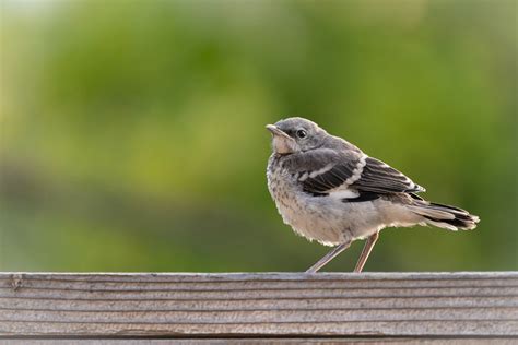 Baby Birds — Santa Clara Valley Audubon Society