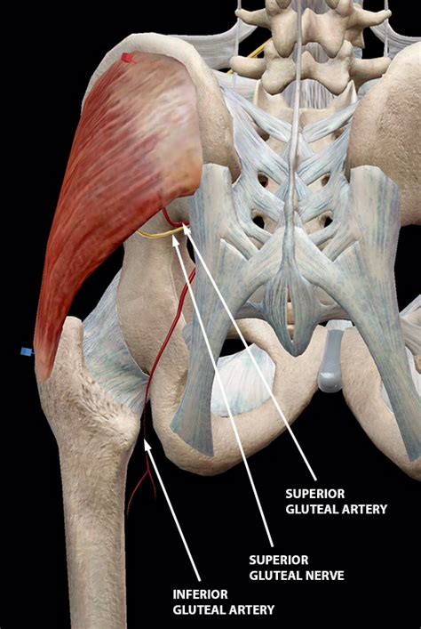 Gluteal Tuberosity Muscle Attachment
