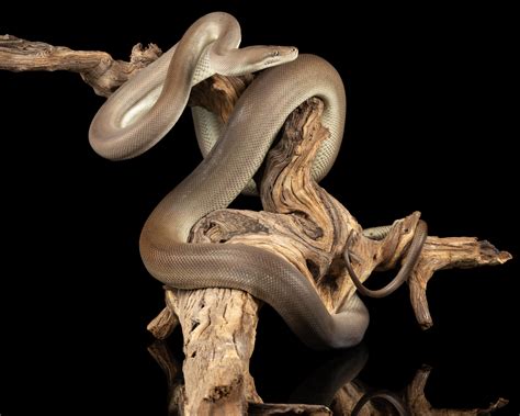 Available Olive Pythons — Zion Hill Exotics