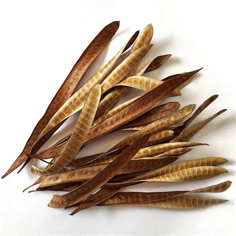 Dried Acacia Seed Pods Long Seed Pods Craft Supply Rustic Etsy