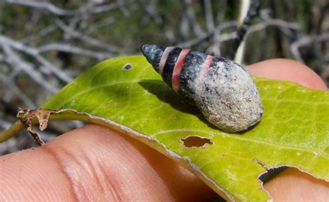 Aldabra Banded Snail Declared Extinct Has Reappeared In The Wild In