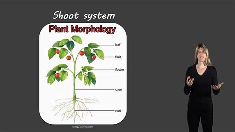 Shoot System Youtube