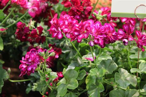 Geranium Ivy ‘ivy League Burgundy Bicolor Wilsons Garden Center