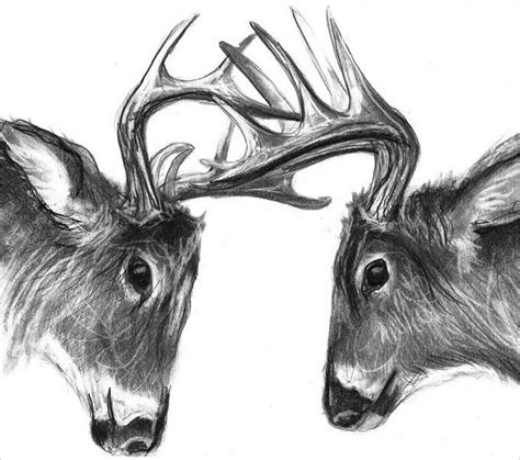 24 Free Deer Drawings And Designs