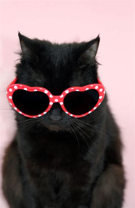 Cool Cat Wearing Sunglasses By Kelly Bowden Cool Cats Funny Cat Wallpaper Cute Cats
