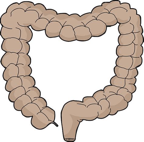 Cartoon Of The What Color Is The Large Intestine Illustrations Royalty