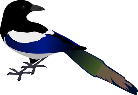 Magpie Clipart Free Download Transparent Png Creazilla