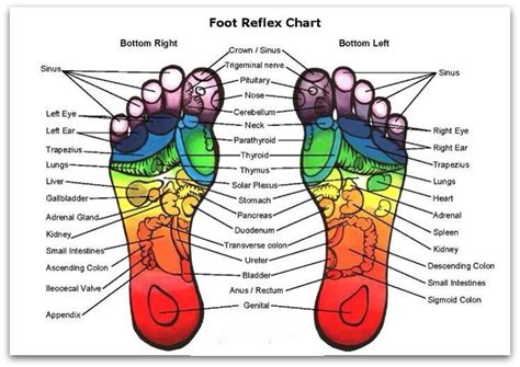 Foot Reflex Chart Reflexology Chart Reflexology Reflexology