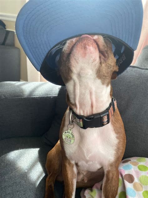 Dog With A Hat In 2022 Dogs Doggo Hats