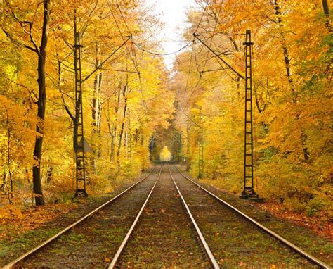 Railway In Autumn Forest Stock Image Image Of Color 15223527