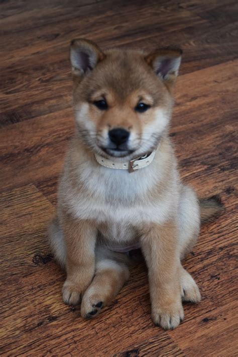 Japanese Shiba Inu Puppies For Sale Newcastle Under Lyme