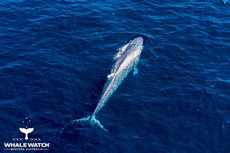 Perth Canyon Blue Whale Experience Whale Watch Western Australia