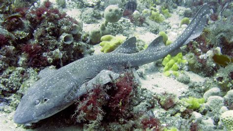 Brachaeluridae Blind Sharks Wildlife Journal Junior