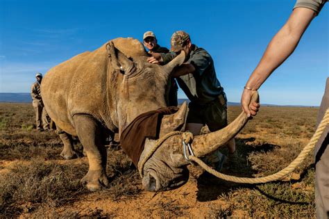 Rhino Horn Trade Ban Fact History Statistics Rhino Rest