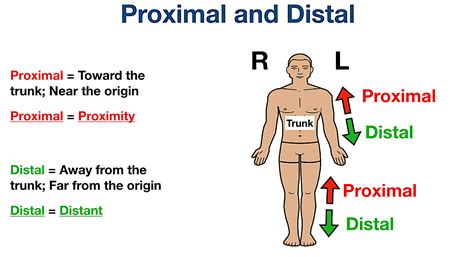 Anatomical Position And Directional Terms Definitions Example Labeled Diagrams Body Planes
