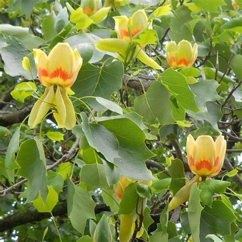 Liriodendron Tulipifera Tulip Tree Free Delivery