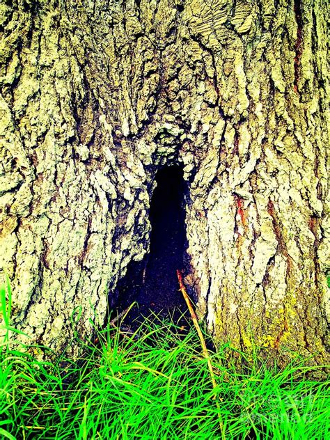 Tree Cave Photograph By Will Nika Brown