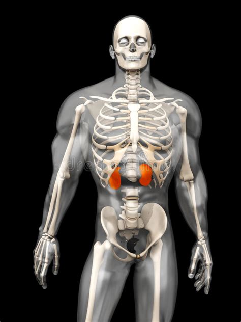Human Male Kidneys Anatomy Stock Illustration Illustration Of Biology