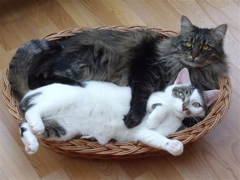 Maine Coon Katzen Sanfte Riesen Mit Wildem Aussehen